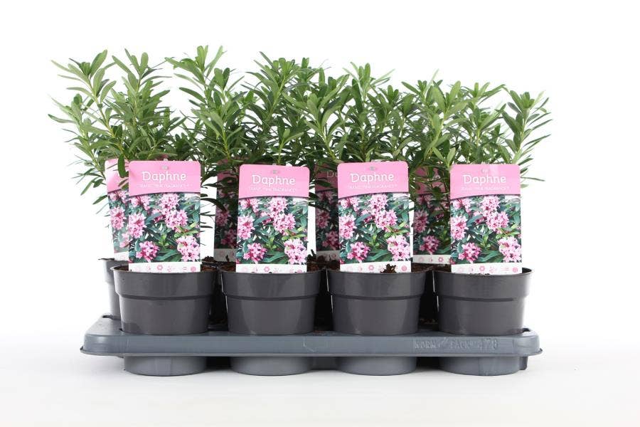 Daphne 'Pink Fragrance'