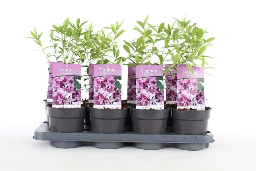 Daphne 'Spring Beauty'