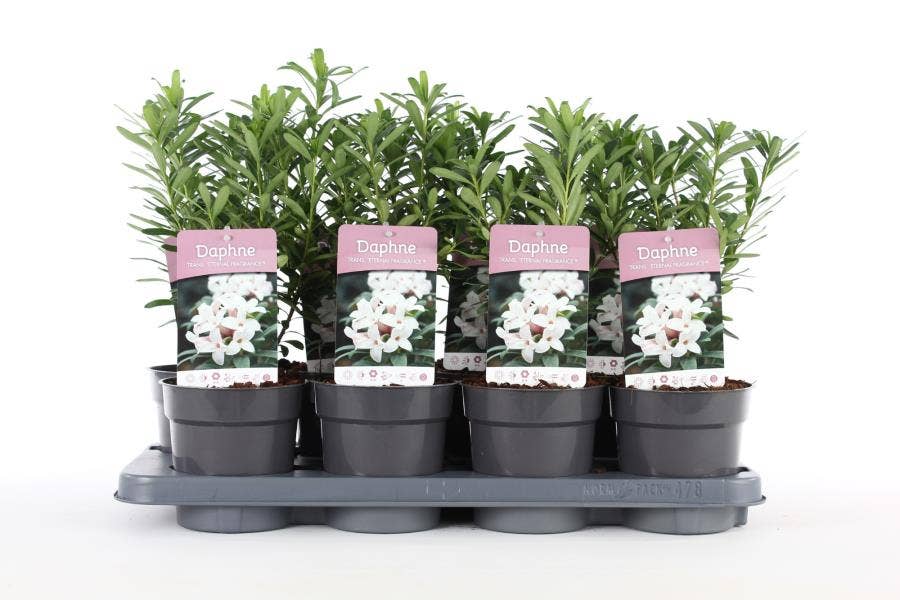 Daphne tr. 'Eternal Fragrance'