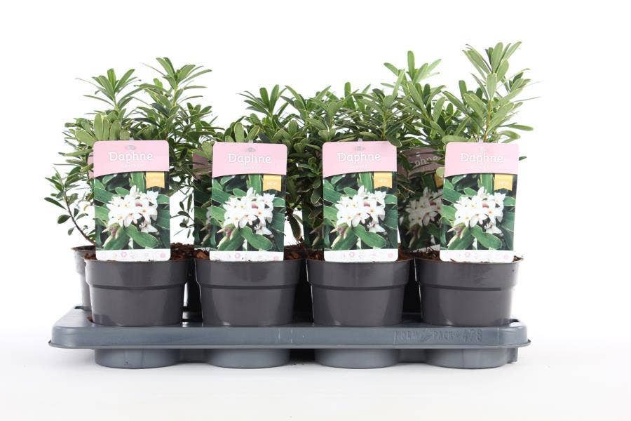 Daphne tra. 'Summer Ice'