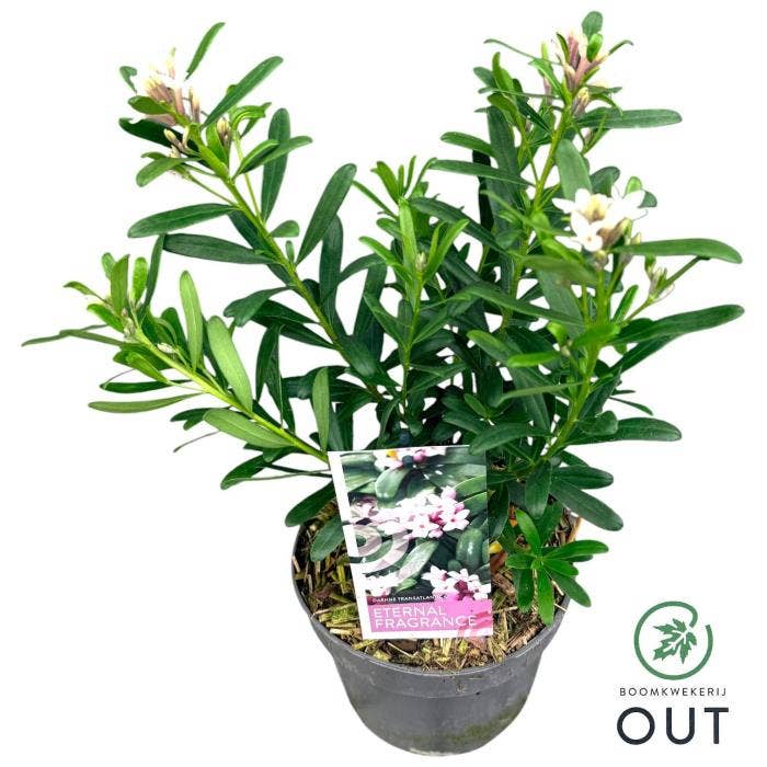 Daphne trans. 'Eternal Fragance'