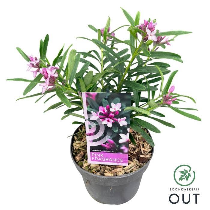Daphne trans. 'Pink Fragance'