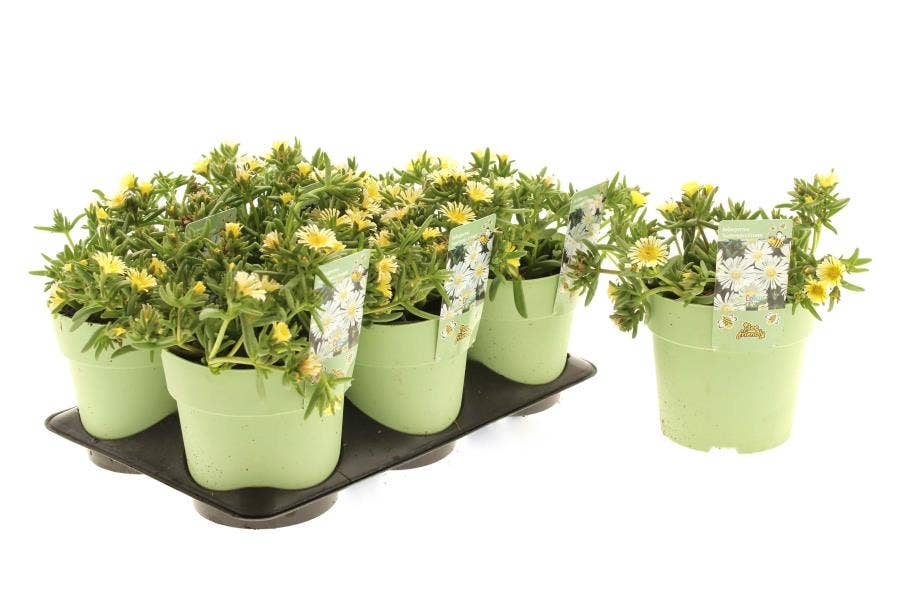 Delosperma 'Suntropics Cream'