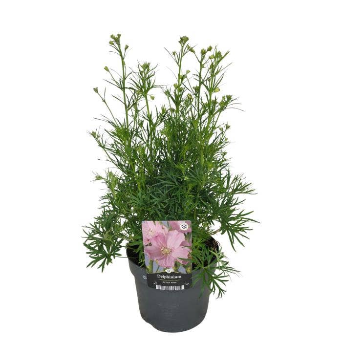 Delphinium Cheer Pink