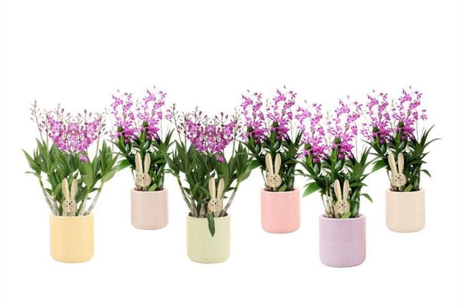 Dendrobium Berry Oda in Morgan cozy