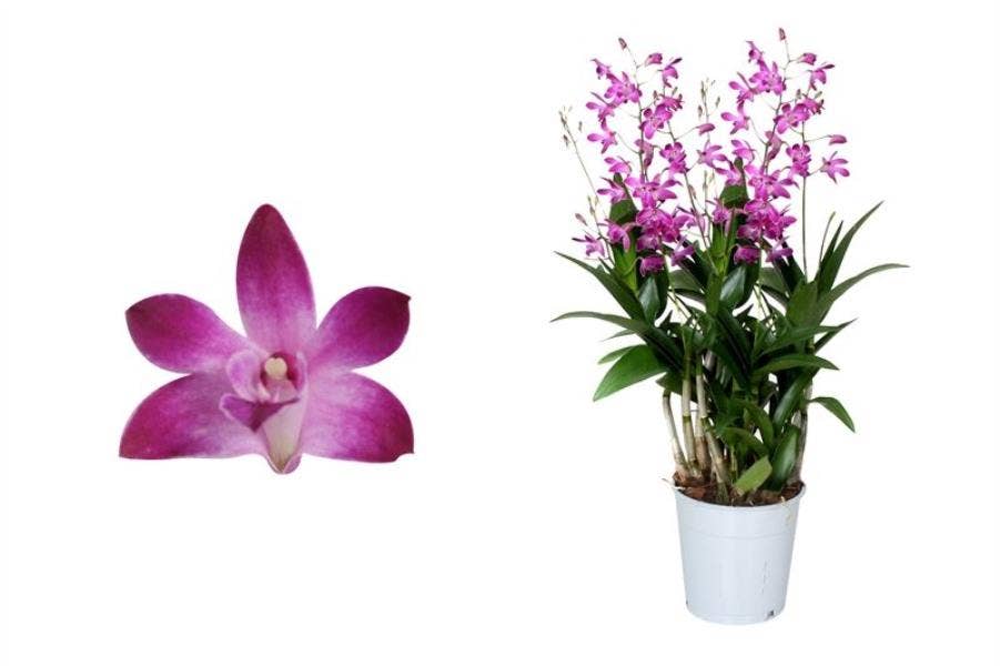 Dendrobium Berry Oda