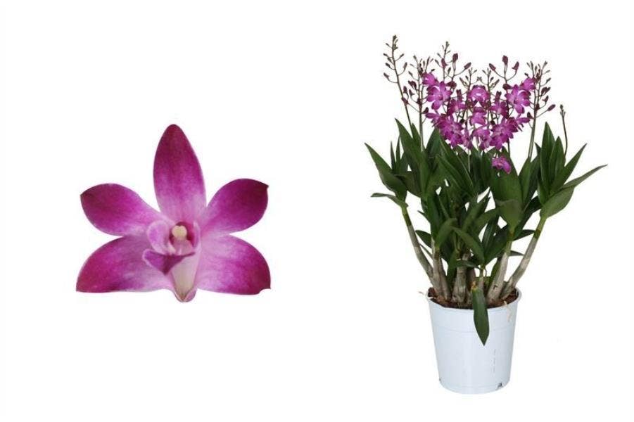 Dendrobium Berry Oda