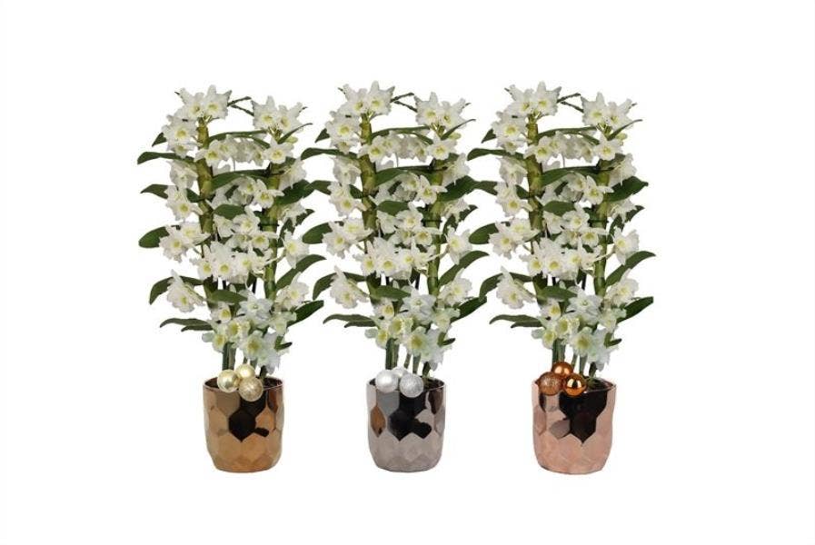 Dendrobium nob. Apollo in Dented