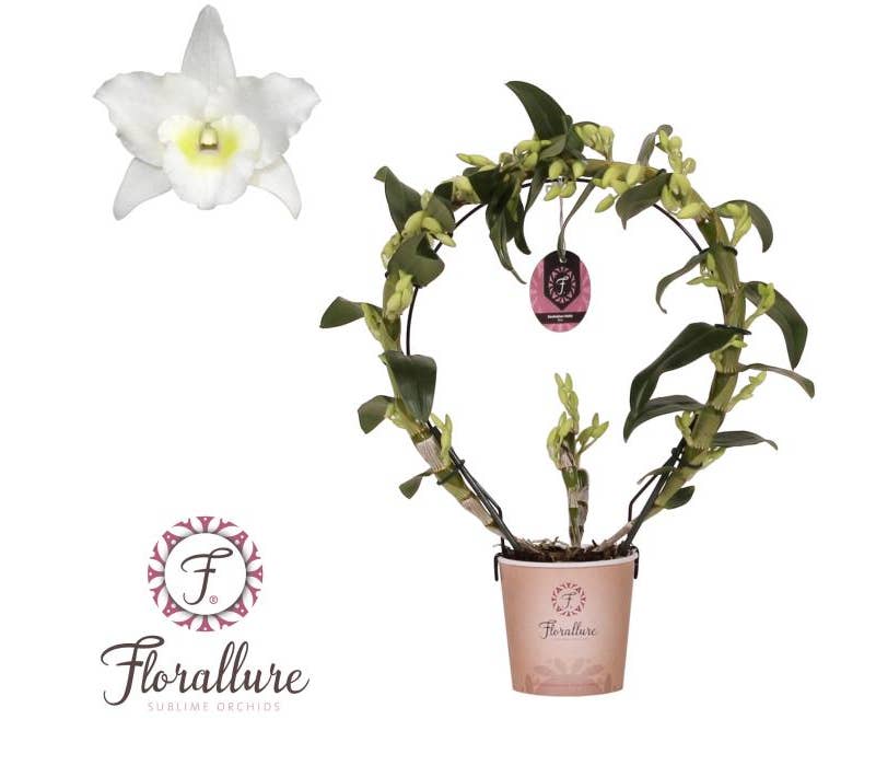 Dendrobium nob. Apollon Bow