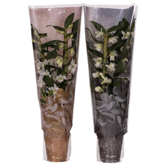 Dendrobium nob. Apollon Christmas sleeve