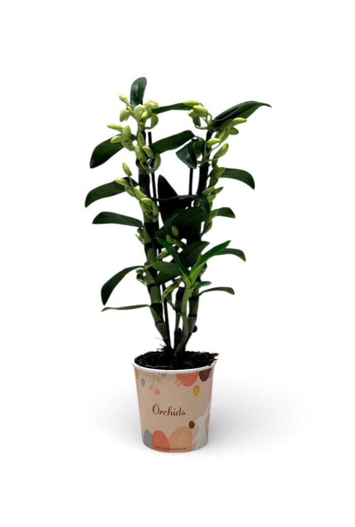 Dendrobium nob. Apollon in Easter potcover