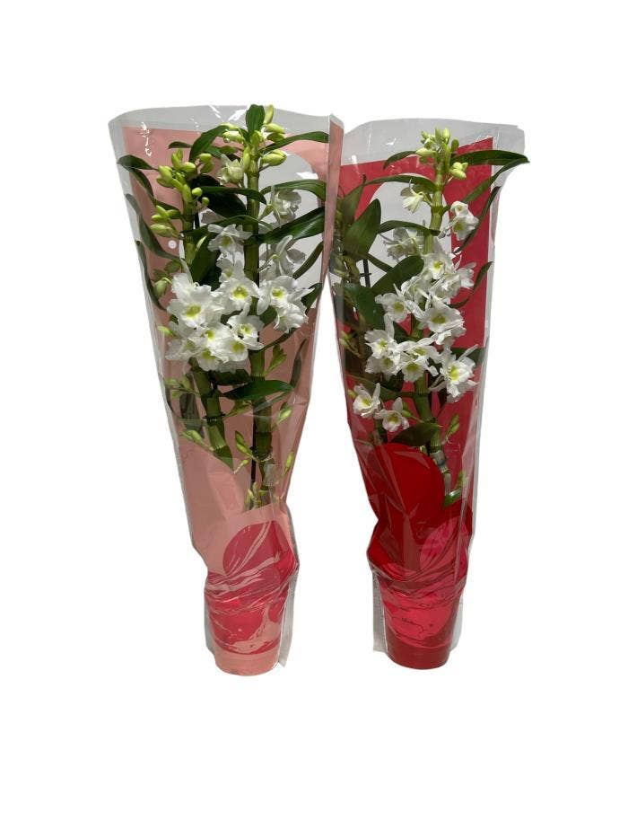 Dendrobium nob. Apollon in Hearts sleeve