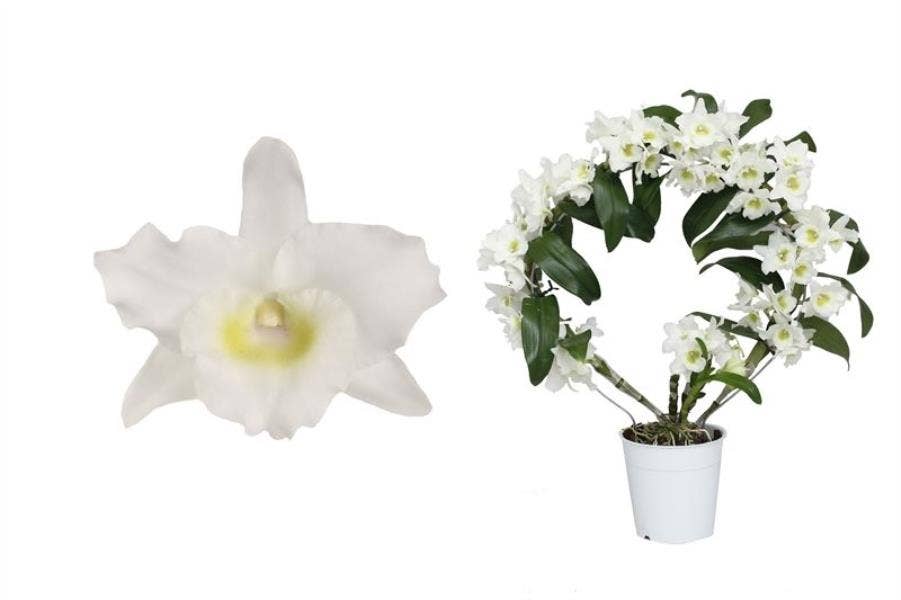 Dendrobium Nobile Apollon bow 