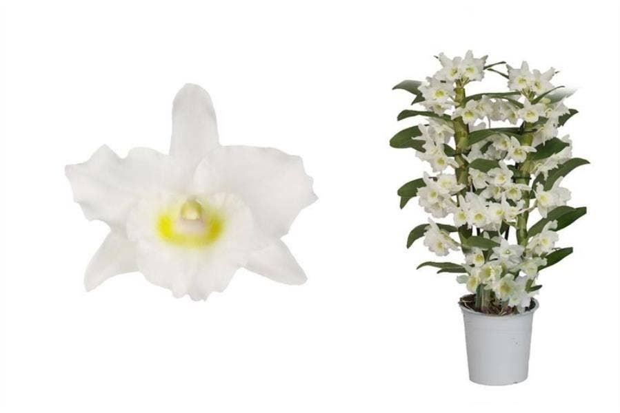 Dendrobium Nobile Apollon compact