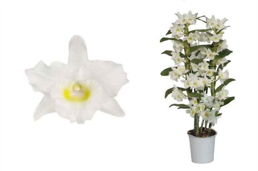 Dendrobium Nobile Apollon