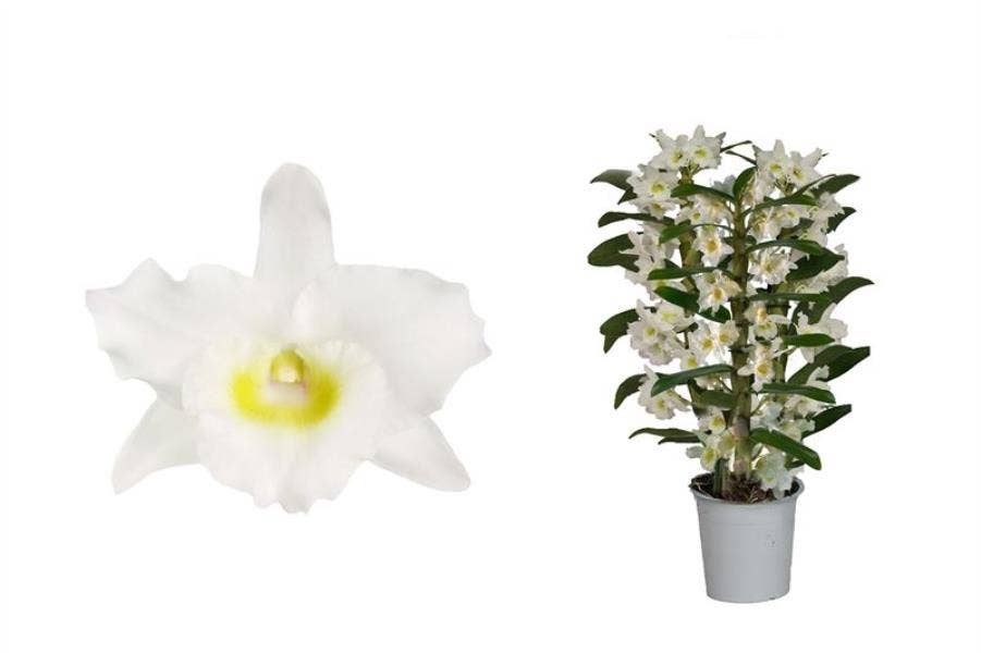 Dendrobium Nobile Apollon