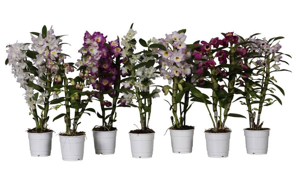 Dendrobium Nobile  (basic)