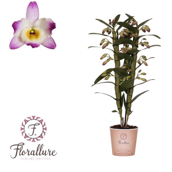Dendrobium Nobile Bright Eye 2 stam 16+ tros Flora