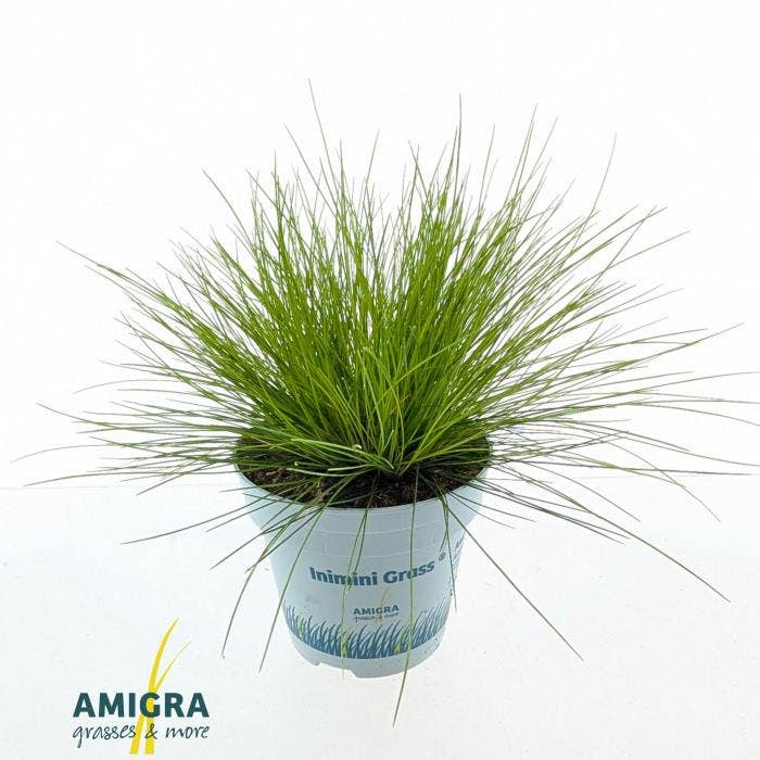 Deschampsia flexuosa AmiLime