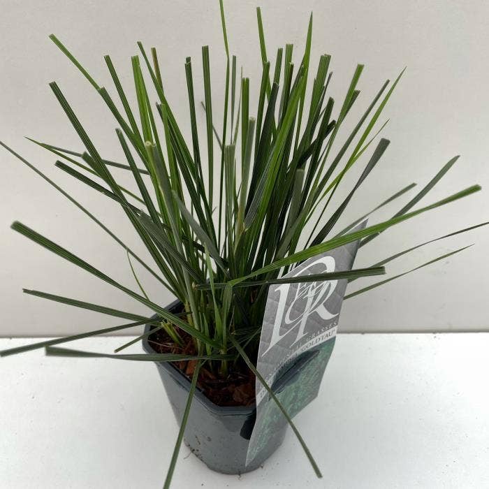 Deschampsia 'Goldtau'