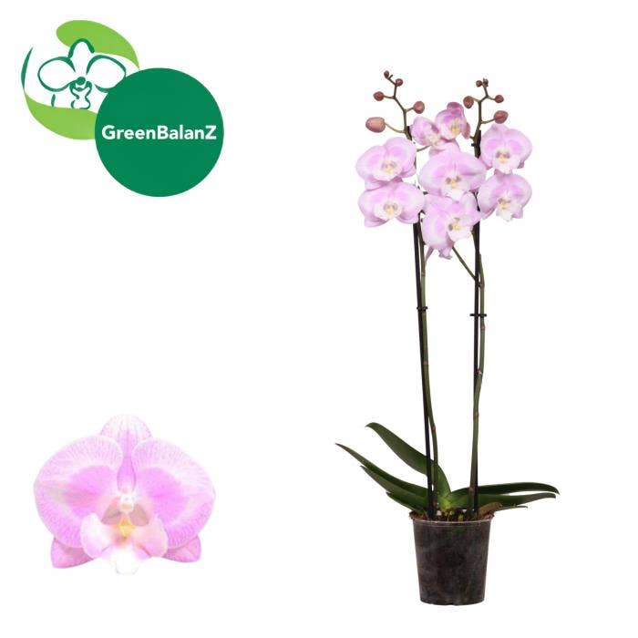 DesignZ - Aladdin's KizZ 2 tak