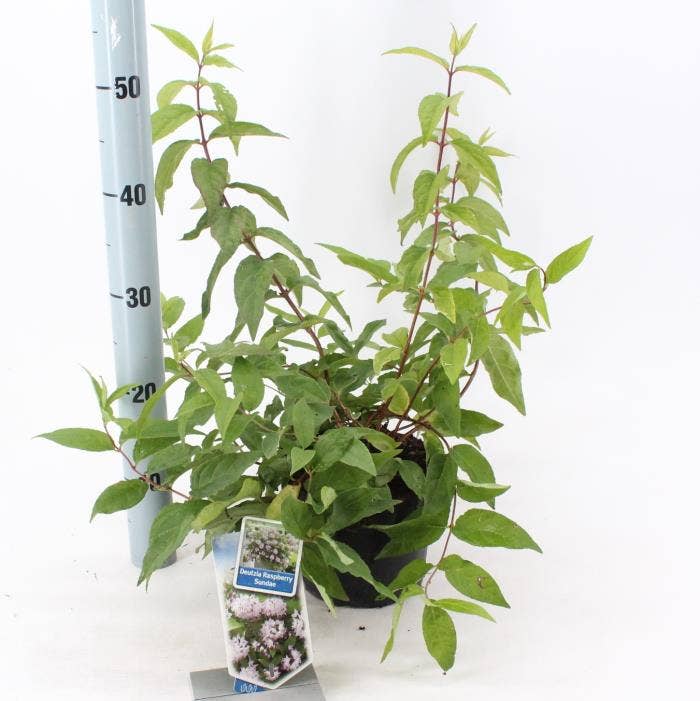 Deutzia 'Raspberry Sundae'