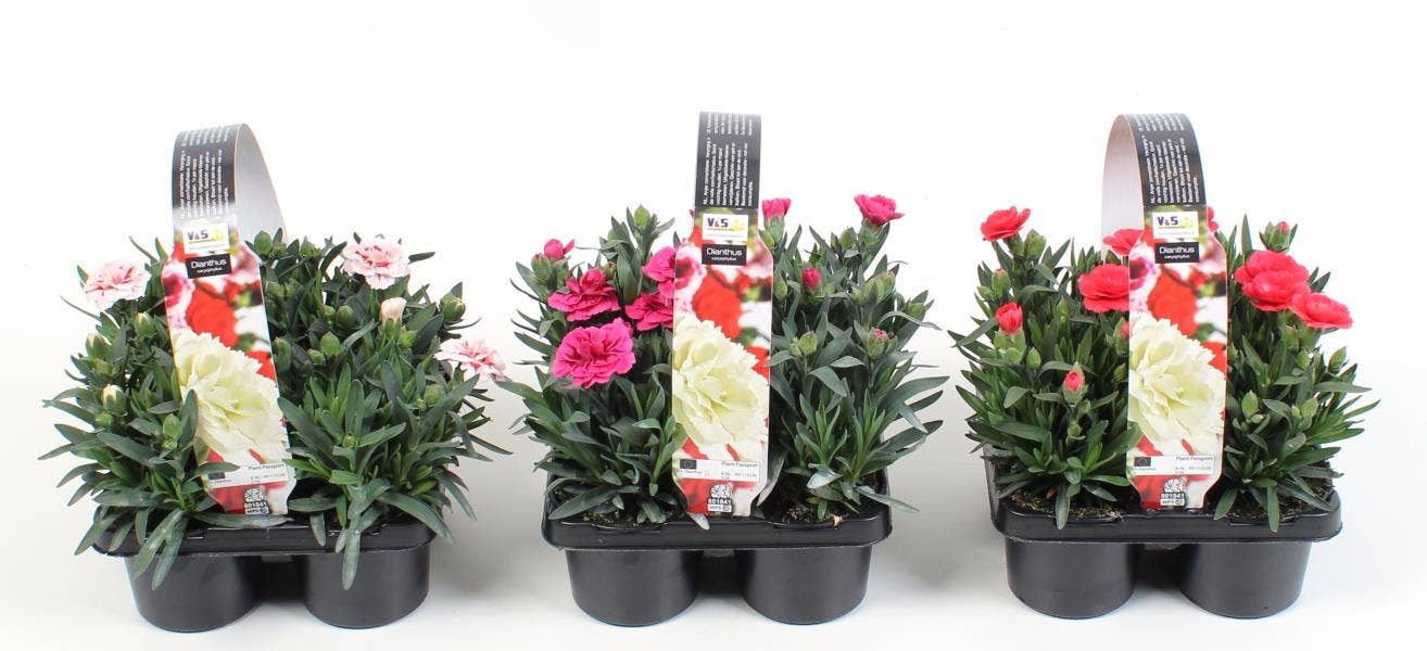 Dianthus 4-pack