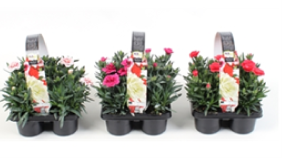 Dianthus 4-pack