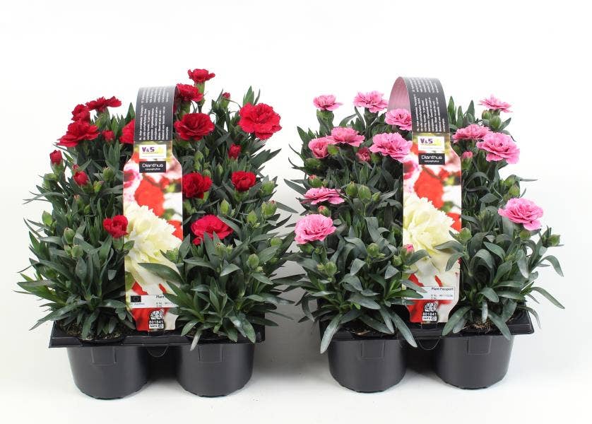 Dianthus 6-pack