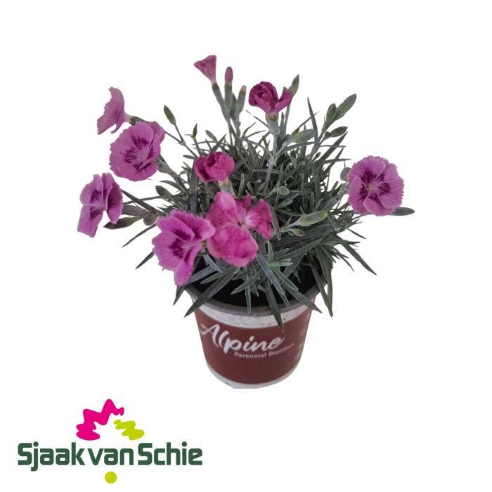 Dianthus Alpine Aztec Star