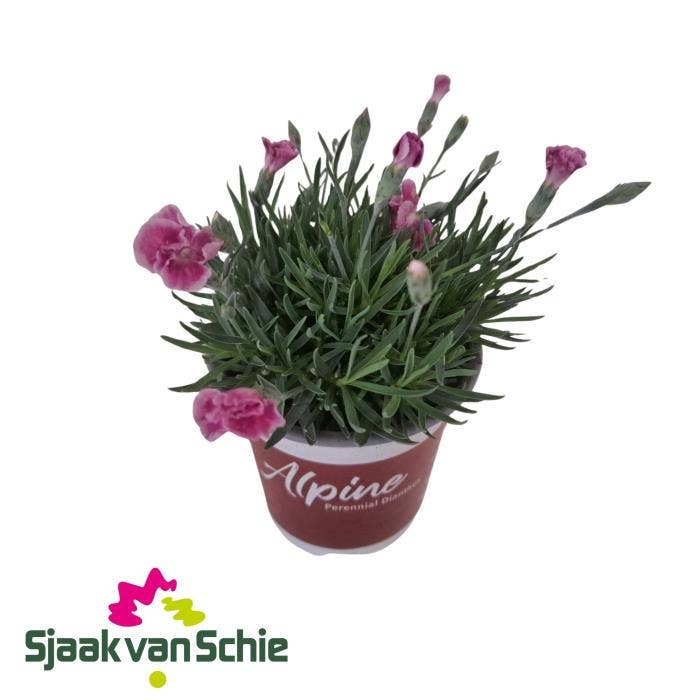 Dianthus Alpine It-Girl