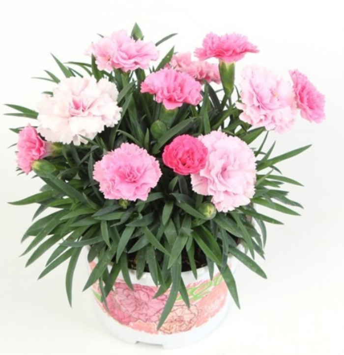 Dianthus 'I love U'