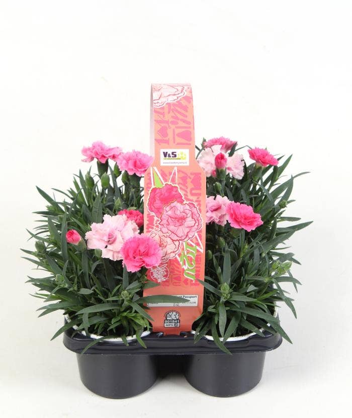 Dianthus I Love You 4-pack