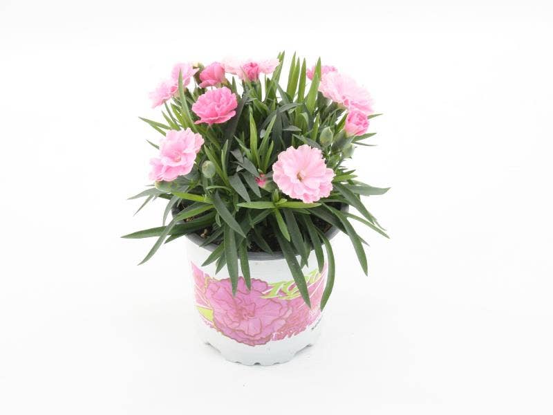 Dianthus 'I Love You'