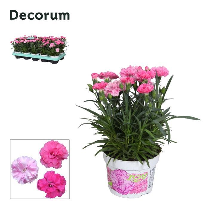 Dianthus 'I Love You'