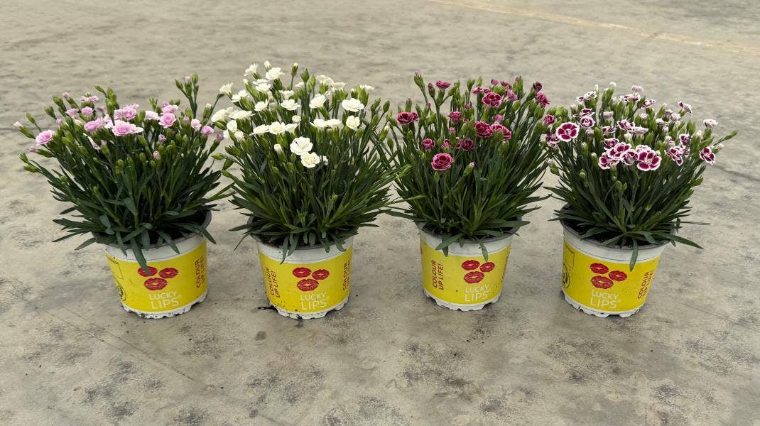 Dianthus Lucky Lips © Exclusief