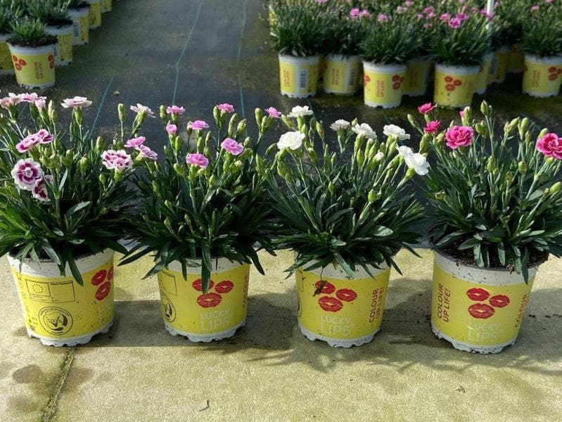 Dianthus Lucky Lips (NL) 