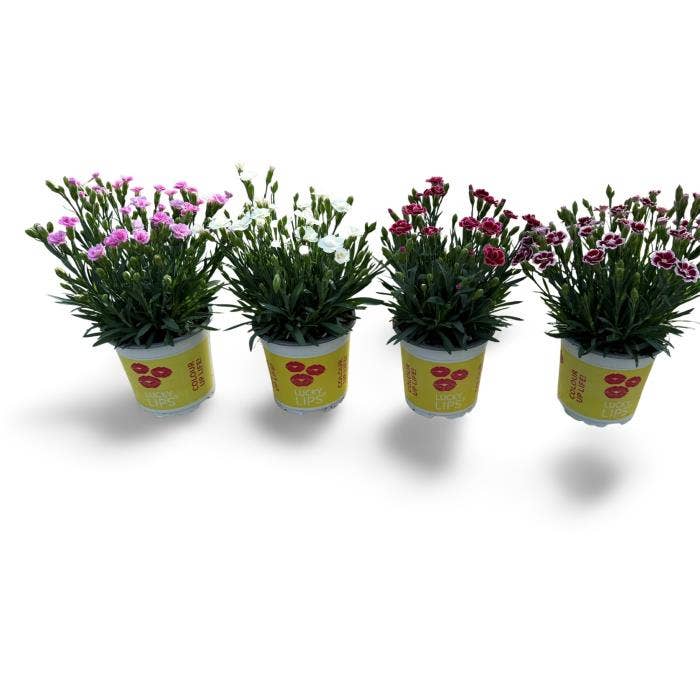 Dianthus Lucky Lips PO 10,5 CM © Exclusief