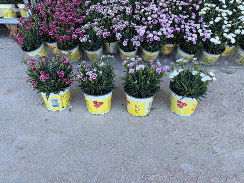 Dianthus Lucky Lips PO 12 CM © Exclusief