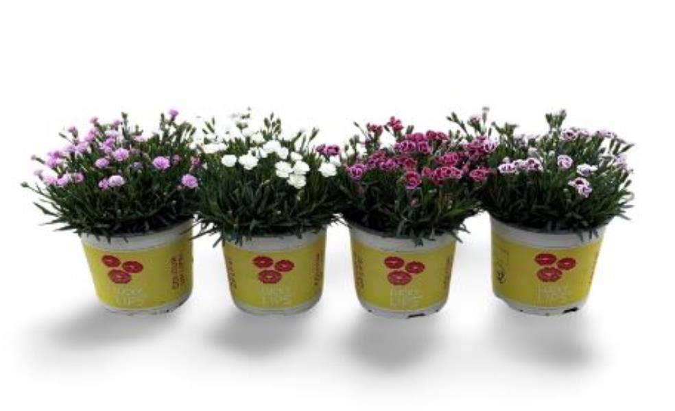 Dianthus 'Lucky Lips'