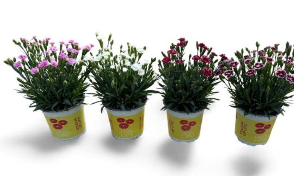 Dianthus Lucky Lips