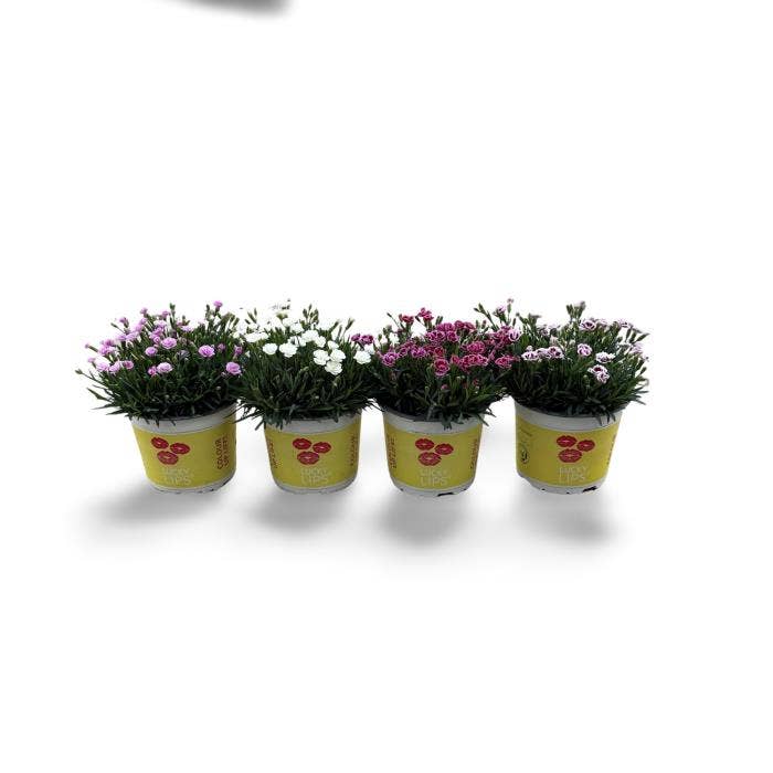 Dianthus Lucky Lips©