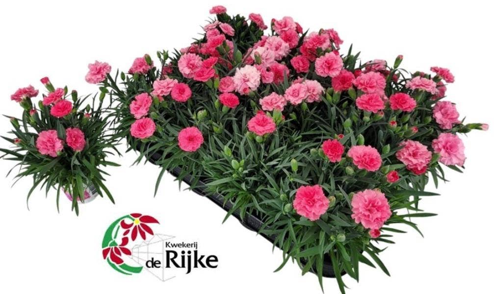 Dianthus mini 'I Love You'