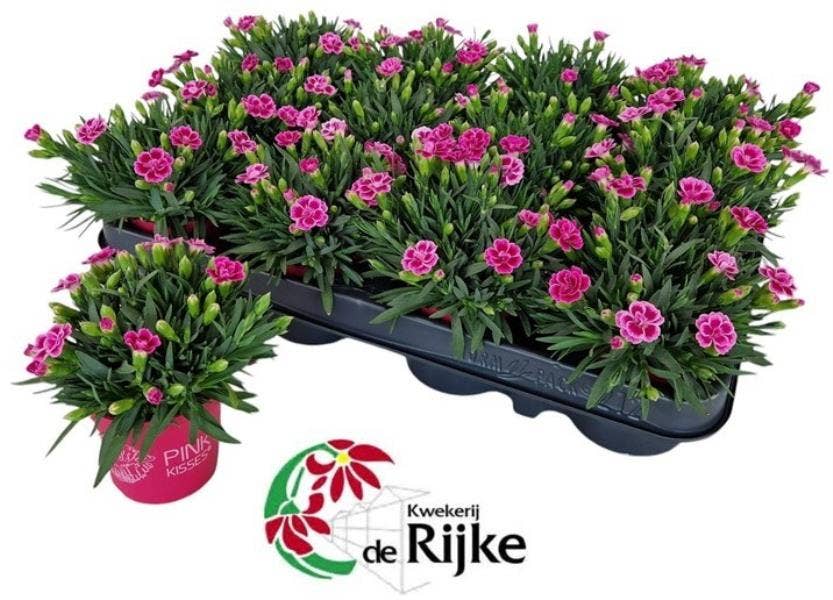 Dianthus mini 'Pink Kisses'