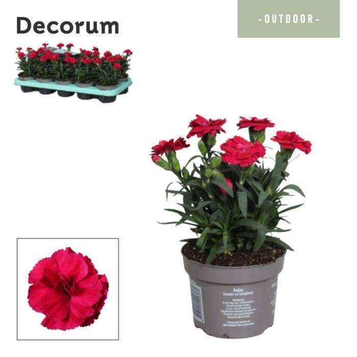 Dianthus - Oscar Cherry - Decorum