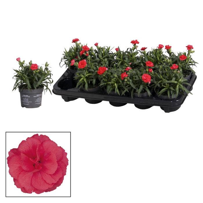 Dianthus - Oscar Cherry
