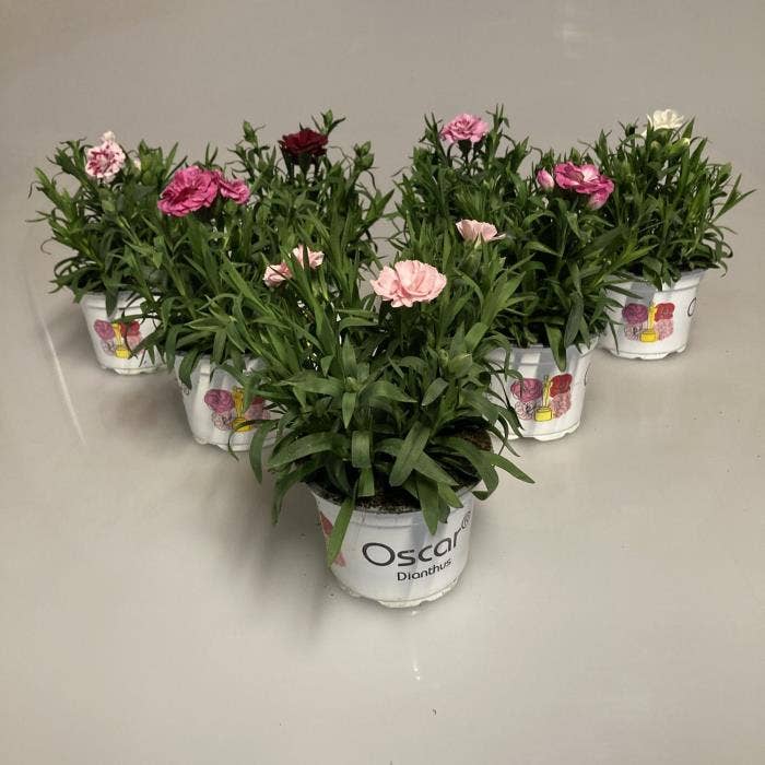 Dianthus Oscar