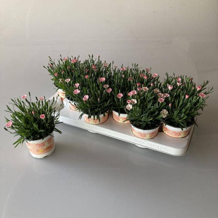 Dianthus Peach Party