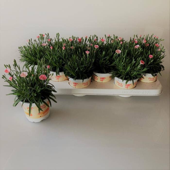 Dianthus 'Peach Party'