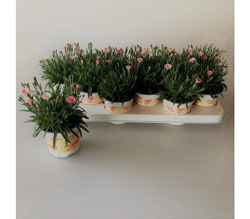 Dianthus 'Peach Party'